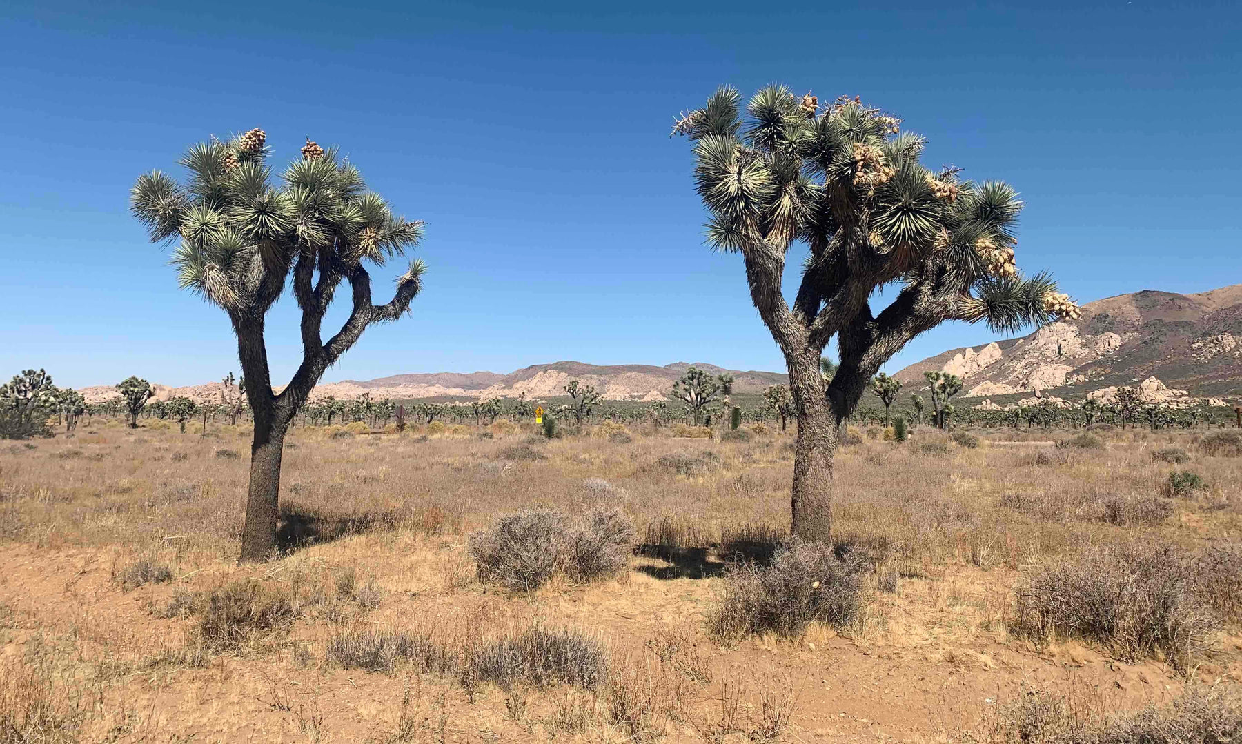 Trehalose: The Secret to How Plants Survive in the Desert and What It Can Do for Your Skin