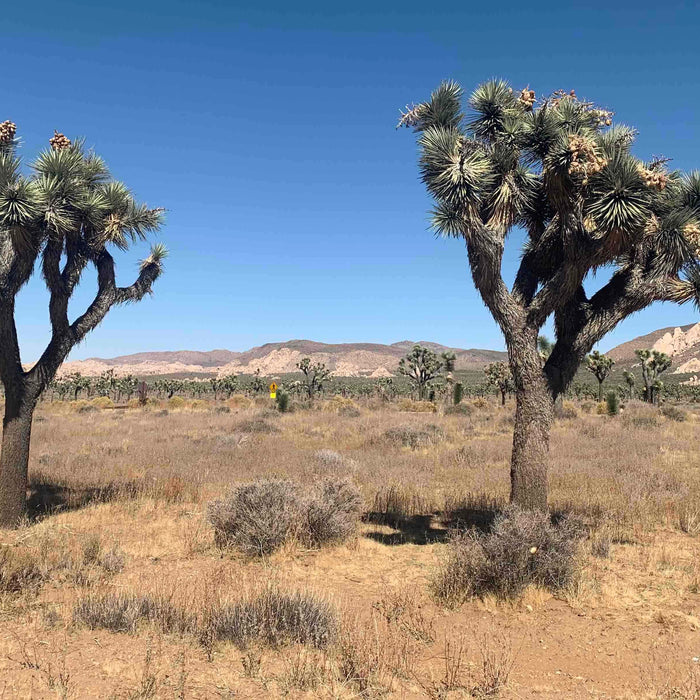 Trehalose: The Secret to How Plants Survive in the Desert and What It Can Do for Your Skin